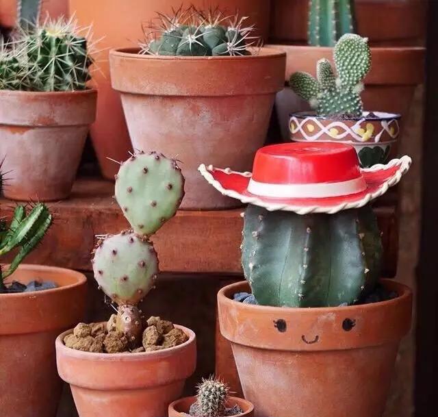 ins多肉,外国大神多肉