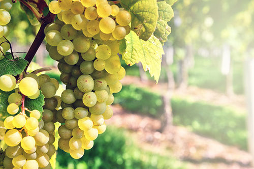 白葡萄哪个品种好吃,进口水果品种大全白葡萄