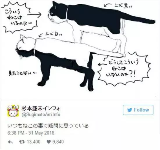 见过长得像足球的黑白猫吗？我狭隘的世界观又崩了……