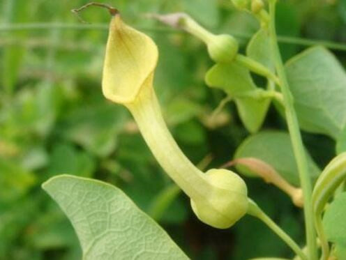 马兜铃多少钱一斤收购,贯叶马兜铃多少钱一斤