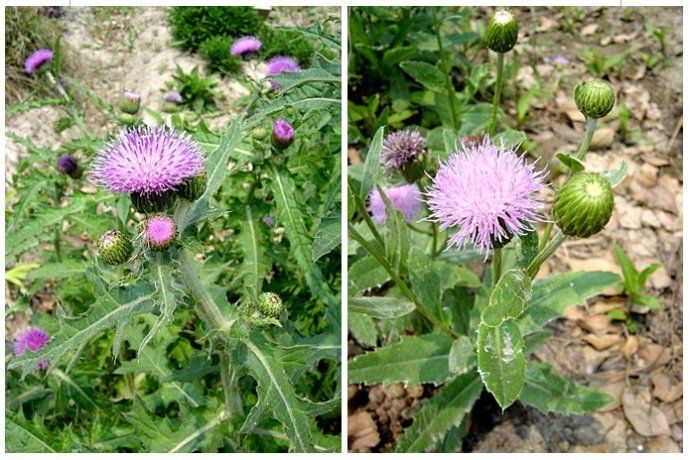 农村常见100种野花图片及名称,农村常见的50种野花名字