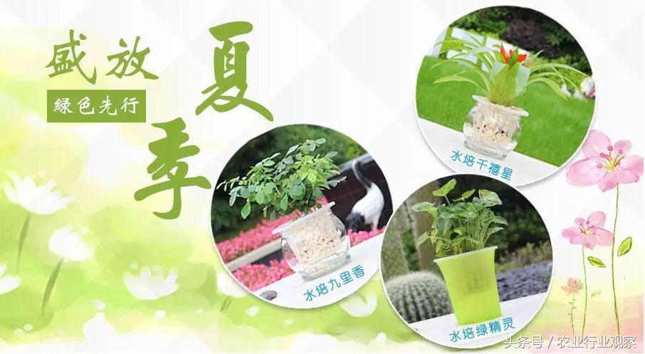 卖盆景一年挣多少钱,没有商业头脑的男人