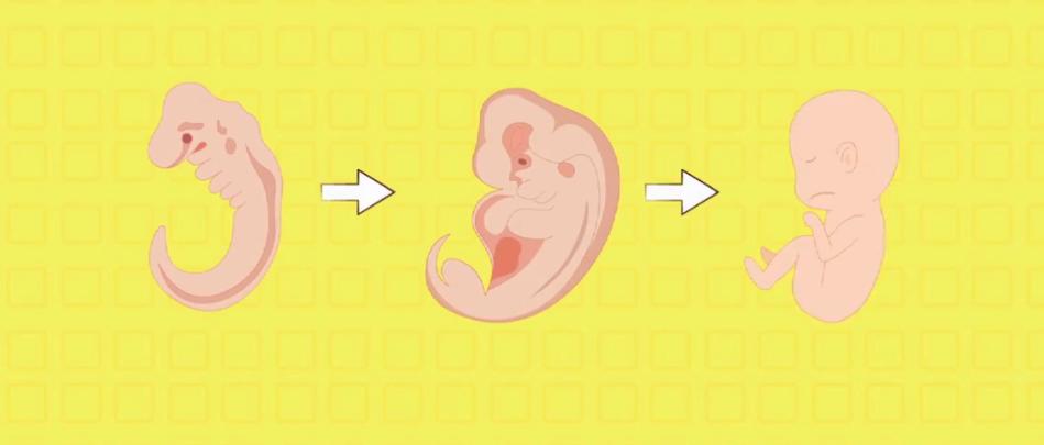 刚怀孕预防孩子畸形的药,怀孕初期怎么能预防胎儿心脏不好