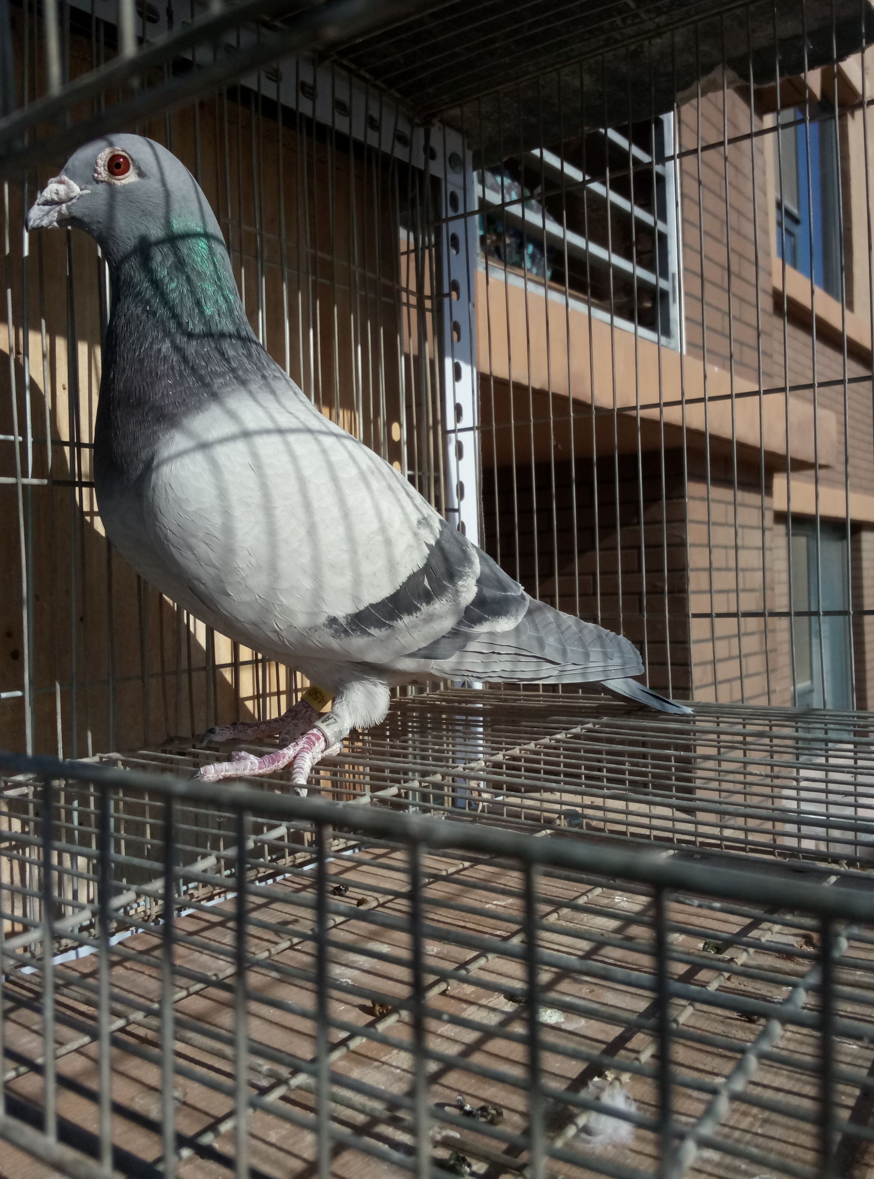 自由繁殖鸽子,鸽子自由放养自然配对