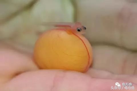 过背金龙鱼成长记录,过背金龙鱼1个月能长多少