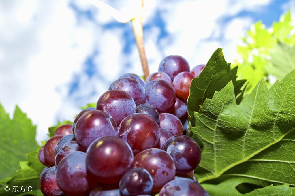 葡萄籽真的可以美白,葡萄籽有美白的功效吗