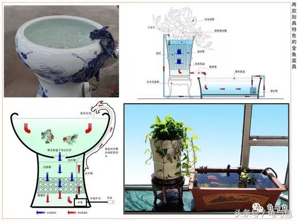 古法养鱼能养锦鲤吗,古法养鱼全过程视频