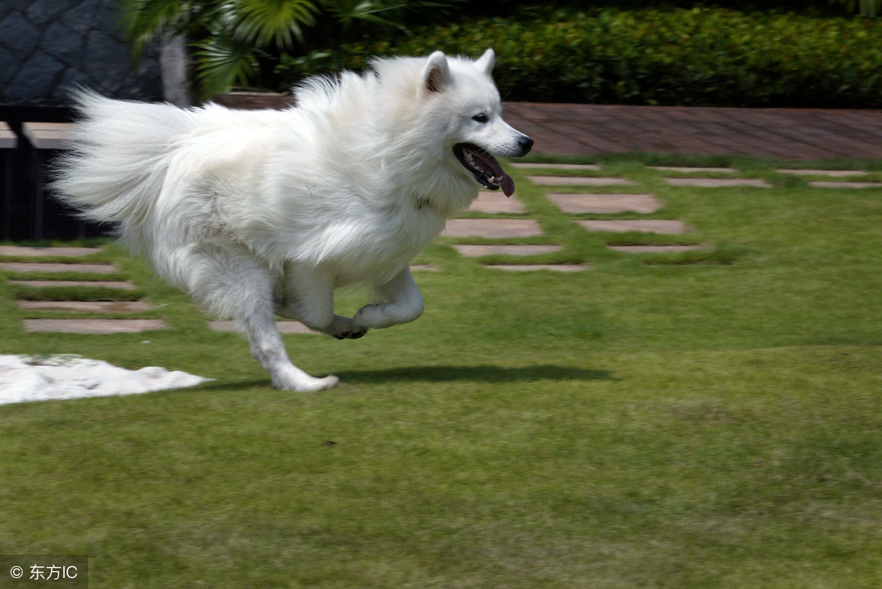 主人嫁人时狗狗的反应让人感动,当你亲狗狗时狗狗的反应感人