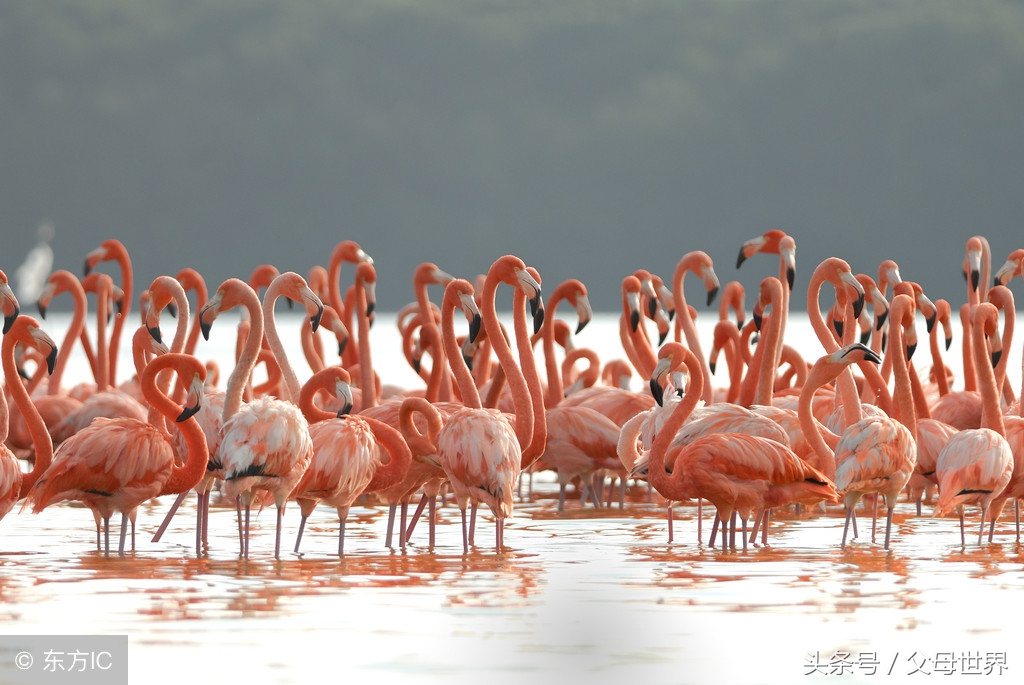 世界地球日，最适合孩子看的18部自然纪录片，趁周末，带娃看起来