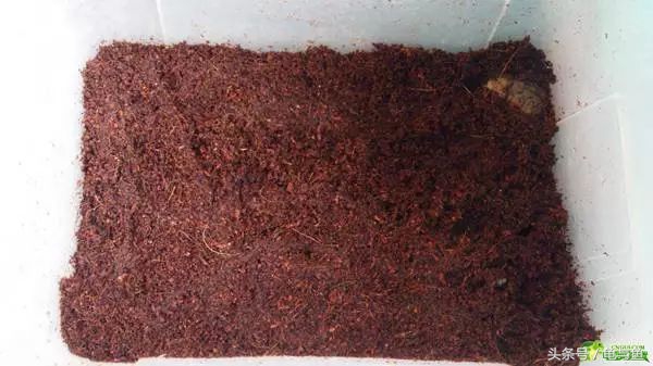 冬眠的正确疗法,冬眠的动物都怎么样越冬