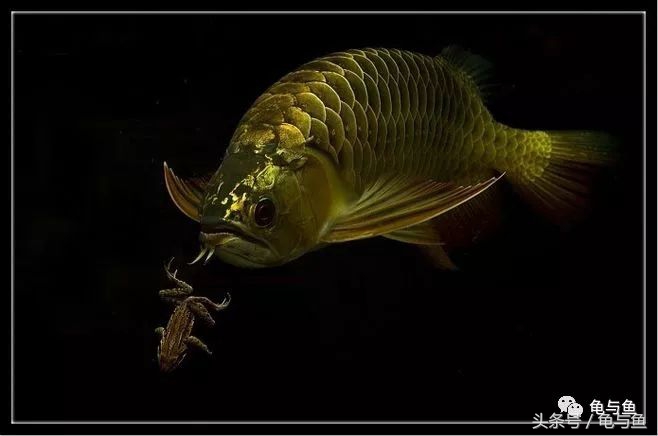 三合一过滤水泵正确用法,三合一过滤泵和潜水泵哪个好