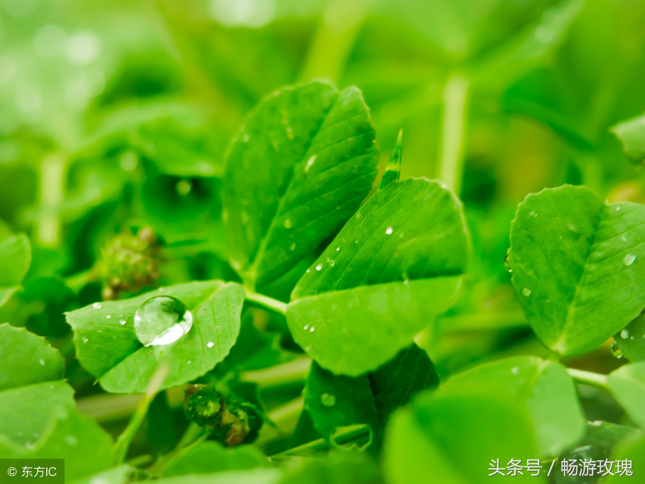 什么野草清热利湿,铁线蕨见过吗能清热解毒利水通淋