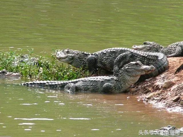 朋友圈里卖低价服装的真相,朋友圈代购真实案例