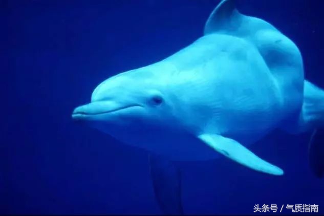 代购骗局朋友圈,朋友圈代购真实案例