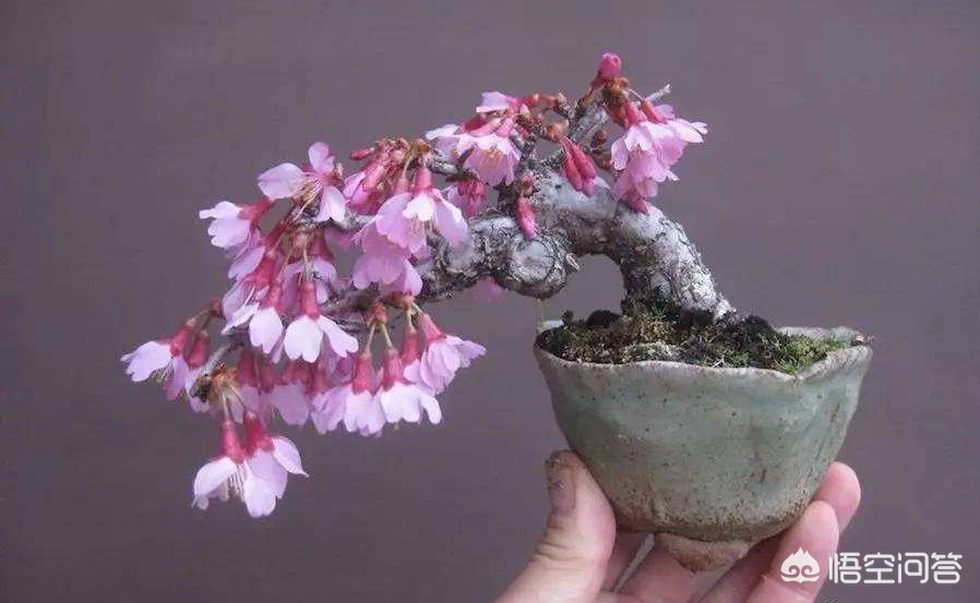 指尖上的盆栽图片,适合摆在书桌上的盆景