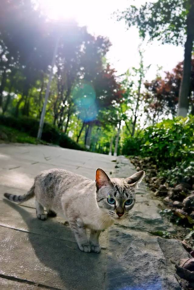 好耍|喵星人大摆造型带你玩转青白江，不萌你来找我！