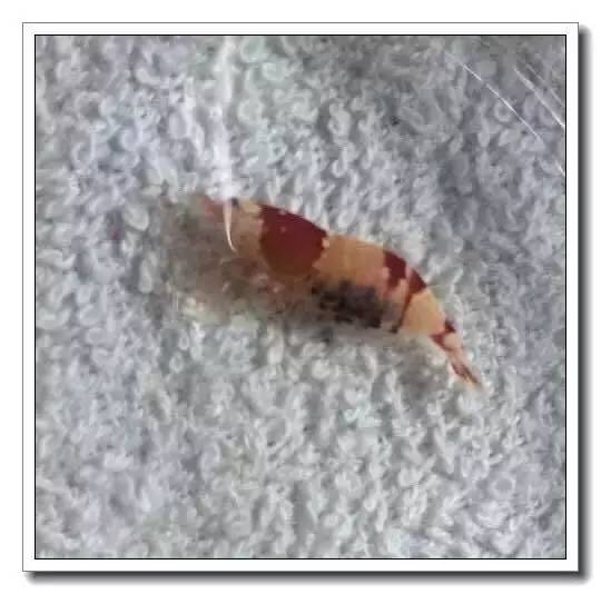 抱卵的虾但是死了该怎么拯救虾卵,母虾死亡虾卵怎么孵化