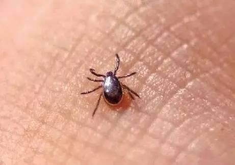 夏天到了，苏州人当心这些小虫，有人进了重症监护室，有人丧了命！