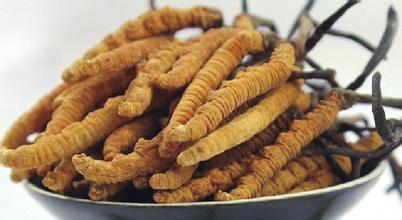 去挖虫草时最急需什么,怎么去高原挖虫草