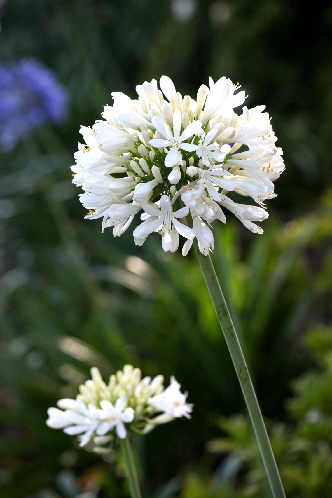 兰花玉肌翠骨、纯朴雅丽。