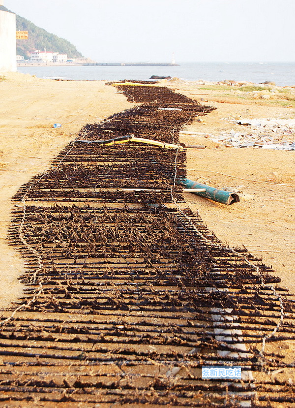 潮汕紫菜有多厉害,紫菜到底好不好