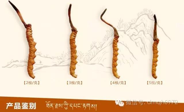 中央电视台走进青海,中央广播电视总台青海藏药