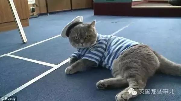 PO!闻主人臭脚狗狗转头作呕外国情侣办婚礼请1000只喵星