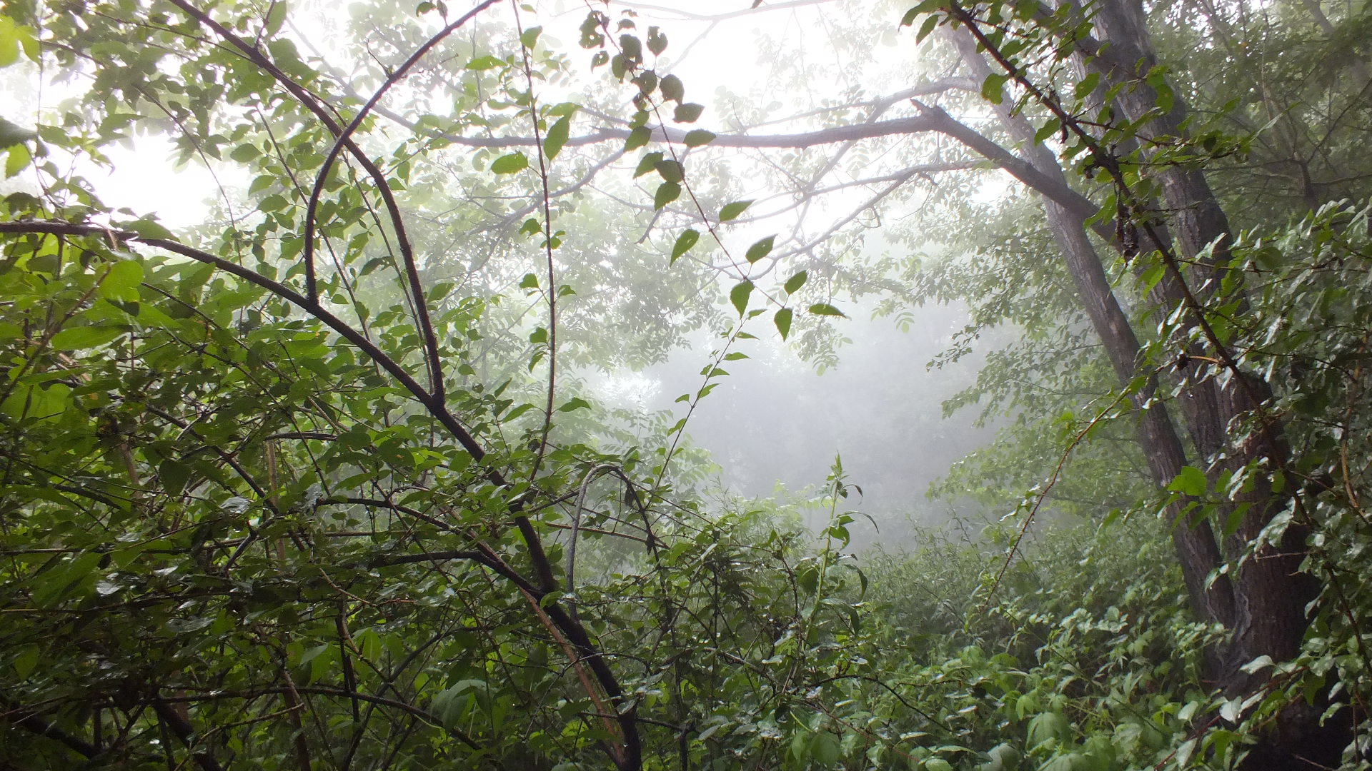 雨中的长白山美景描写,雨中天池