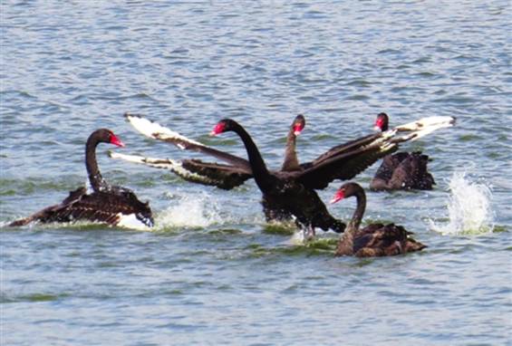 南宁十大最美农家乐推荐,南宁农家乐排行榜适合小朋友