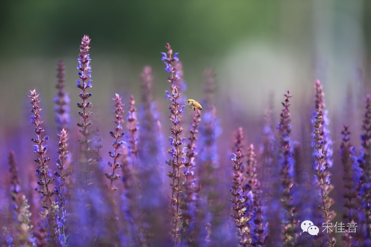 北京薰衣草庄园,北京最大的薰衣草庄园