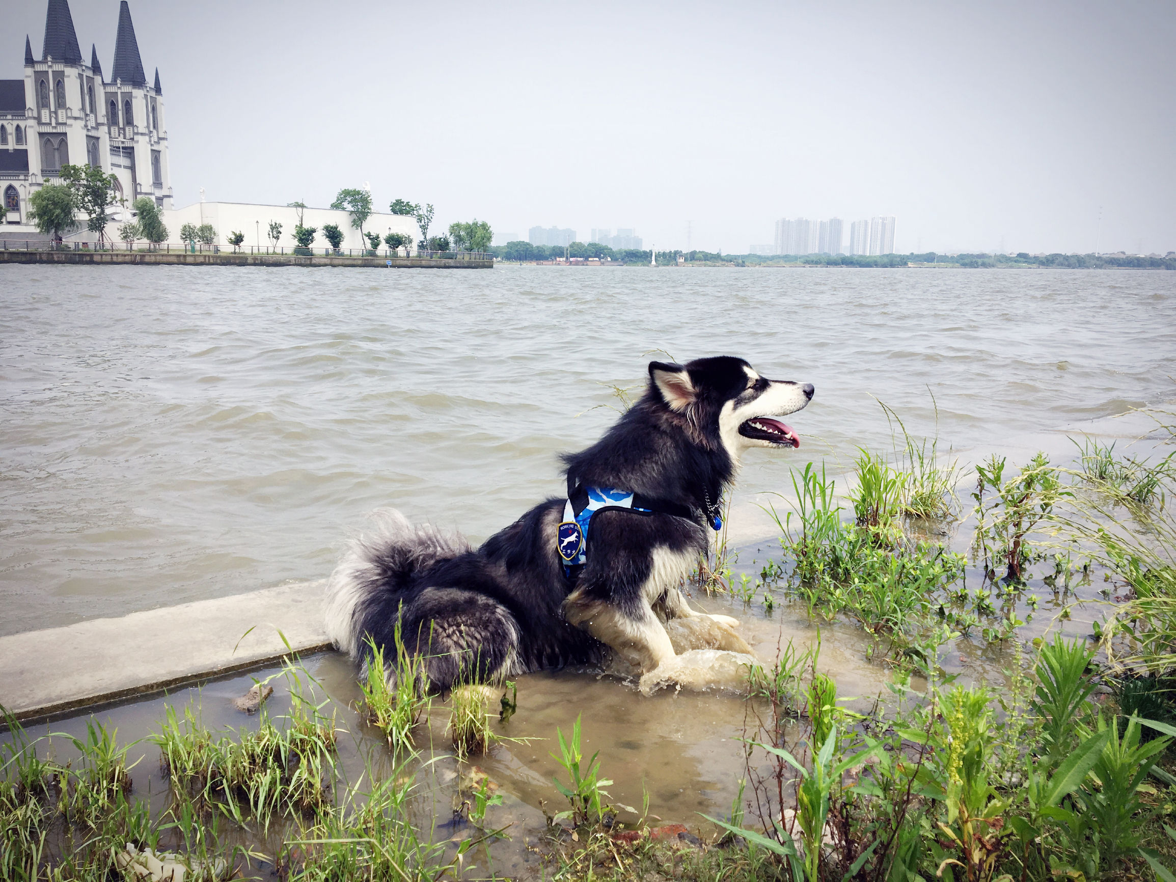 阿拉斯加犬智商排名第几,边牧和阿拉斯加智商谁高