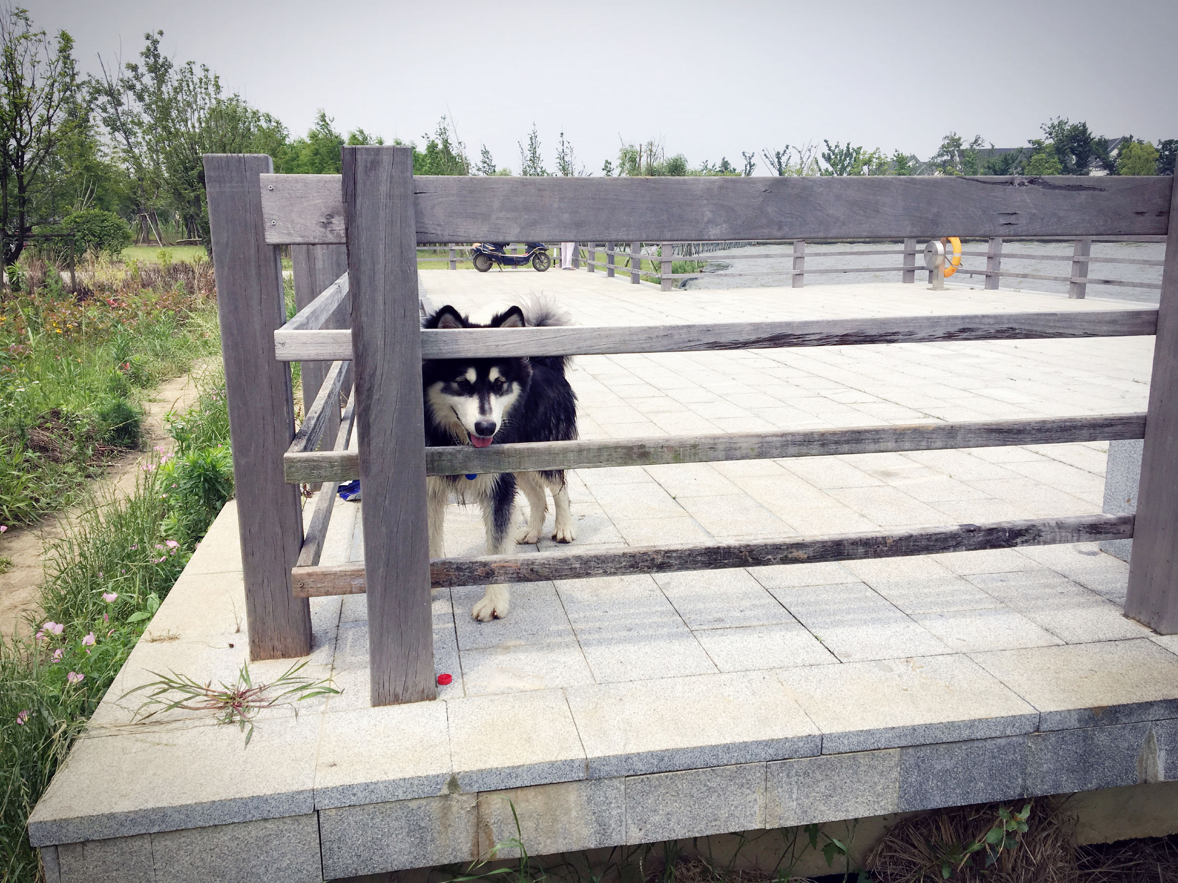 阿拉斯加犬智商排名第几,边牧和阿拉斯加智商谁高