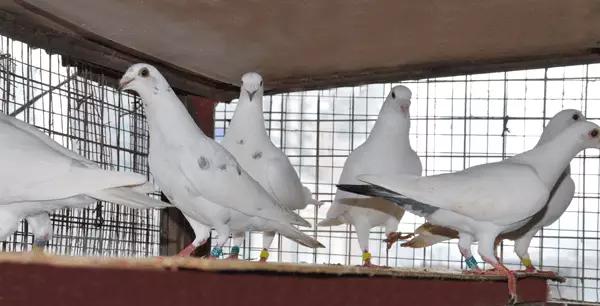 国内外白鸽品种及赏欣