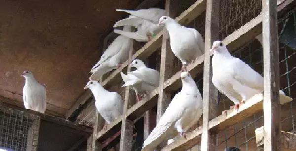 国内外白鸽品种及赏欣