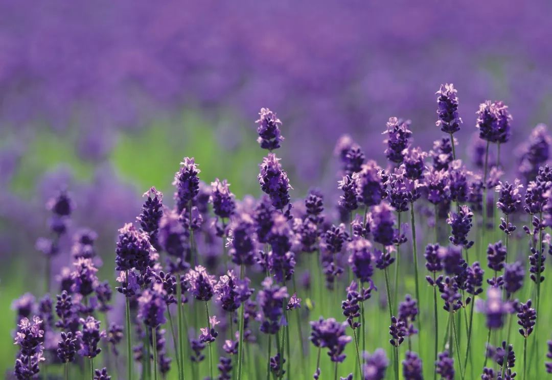 动物们嗷嗷待哺，在北京周边这个度假区里，你就是饲养员！