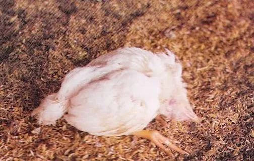 鸡病判断法,鸡的常见疾病及临床表现