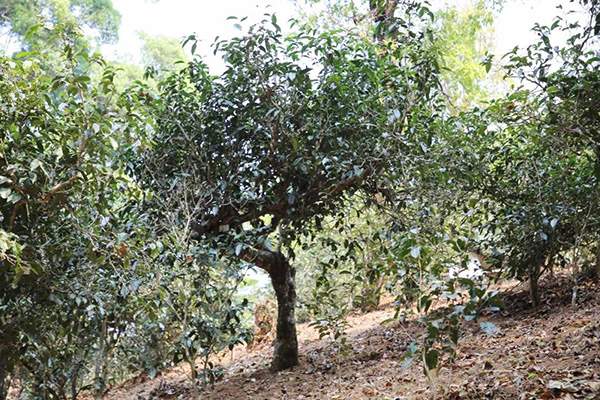 南糯山古树普洱茶2018,2018年中茶普洱茶爆款