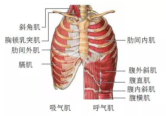 爱上健身的秘诀,为什么健身要控制呼吸