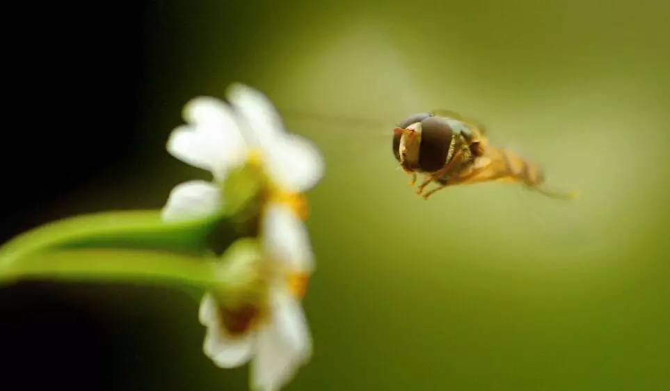 蜜蜂采得百花蜜为谁辛苦为谁甜,古诗中蜜蜂被称为什么
