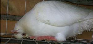 信鸽歪脖的原因是什么,信鸽歪头用什么药最快