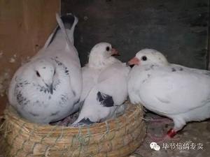 信鸽歪脖的原因是什么,信鸽歪头用什么药最快