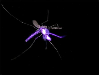 哪种激光能杀蚊子,现在杀蚊最好的办法