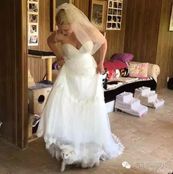 PO!闻主人臭脚狗狗转头作呕外国情侣办婚礼请1000只喵星