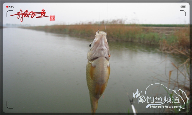 风雨无阻之我爱飞鱼去‘*欢寻**’！