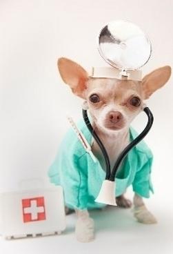 狗狗慢性支气管炎吃什么药,狗狗慢性支气管炎干咳吃点什么药