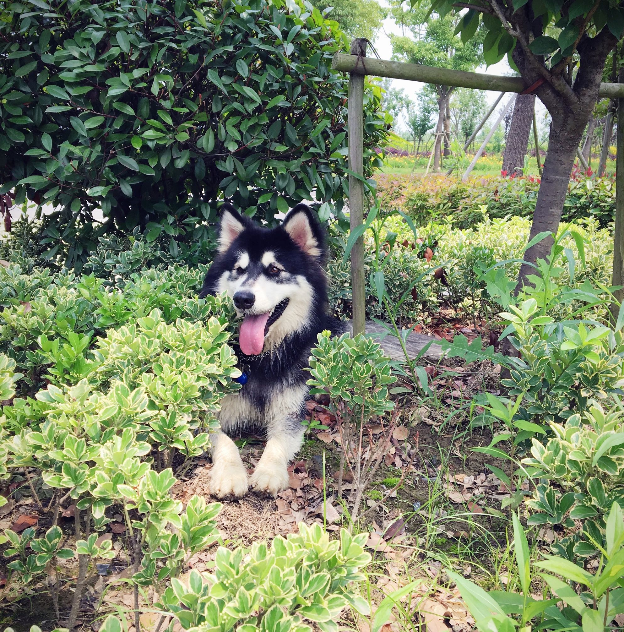 阿拉斯加犬智商排名第几,边牧和阿拉斯加智商谁高