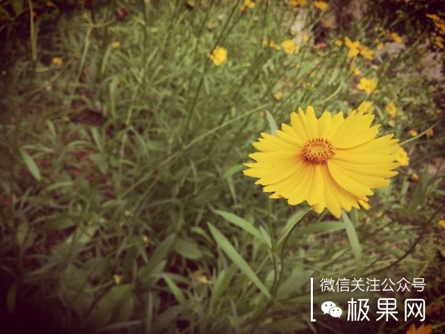 翻转吧摄像头,前后都能照出完美的照片:荣耀7i体验