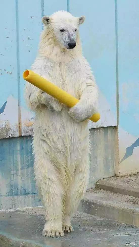 PO!闻主人臭脚狗狗转头作呕外国情侣办婚礼请1000只喵星