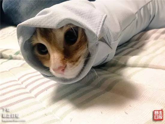 猫突然不见了该怎么办,早上喂猫发现猫不见了