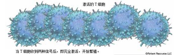 癌症免疫细胞治疗有哪些,获得诺贝尔医学奖的待遇